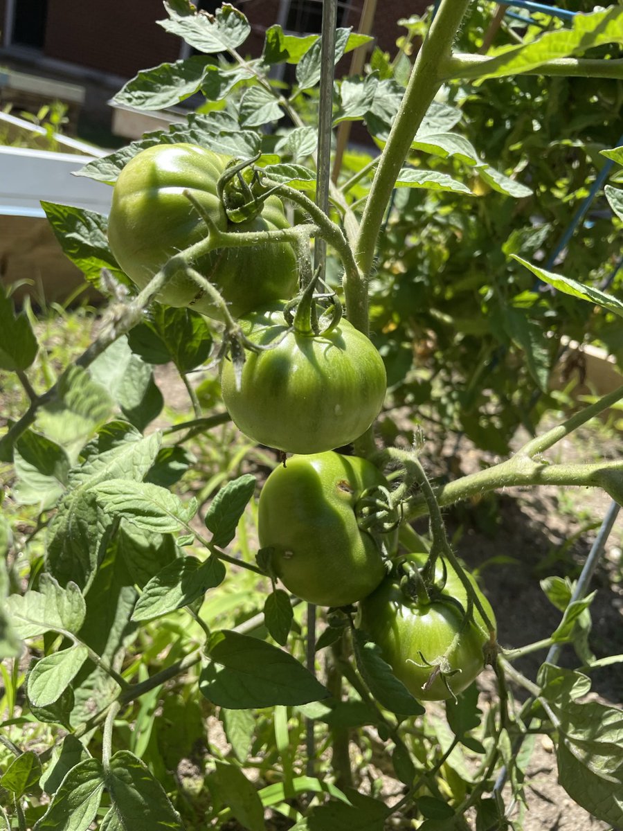 Emmanuel Itzol (@mreitzollbps) on Twitter photo Working on my garden at Long Branch High School. I have a lot of great stuff growing. <a href="/LBpublicschools/">Long Branch Public Schools</a> Working on my garden at Long Branch High School. I have a lot of great stuff growing. <a href="/LBpublicschools/">Long Branch Public Schools</a>