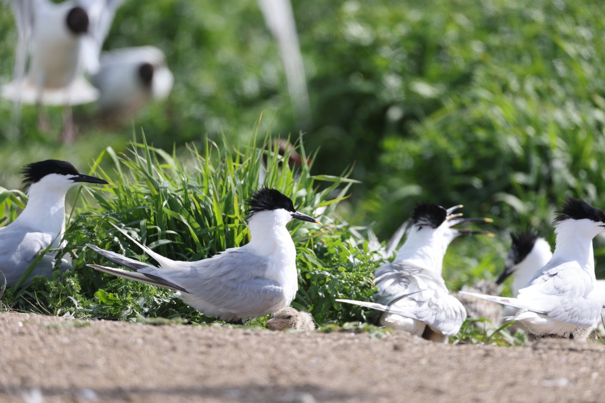 EcologicalKrc's tweet photo. To help inform #mpa designations we’ve been undertaking GPS tracking work for @npwsBioData in the NW, focussing on Common/Sandwich Terns and Shags - at Inch Lake (L Swilly - terns) and Inishmurray/#inishtrahull (Shags) - fascinating findings. Work completed pre-HPAI restrictions https://t.co/u0D9GqnrY5
