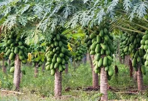 africaagricnet's tweet photo. #FarmTip
Fruit shrubs & trees often require a lot of space.
Giving your fruit tree adequate space helps the plants get plenty of sunshine & proper air circulation to prevent fungal issues.
What's your average spacing for your fruit crops?
#LetsGrowTogether
#Agriculture #Farming https://t.co/jGfhXzFggY