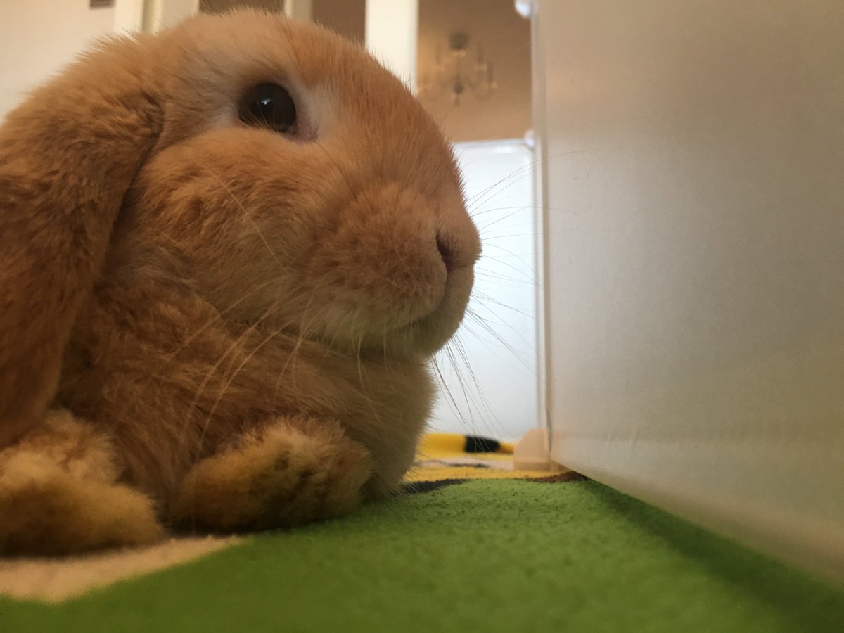 Trying to keep this little fluff cool, but he just wants cuddles all day 🥺🥵 
(Loves his lil fan though)
#heatwave