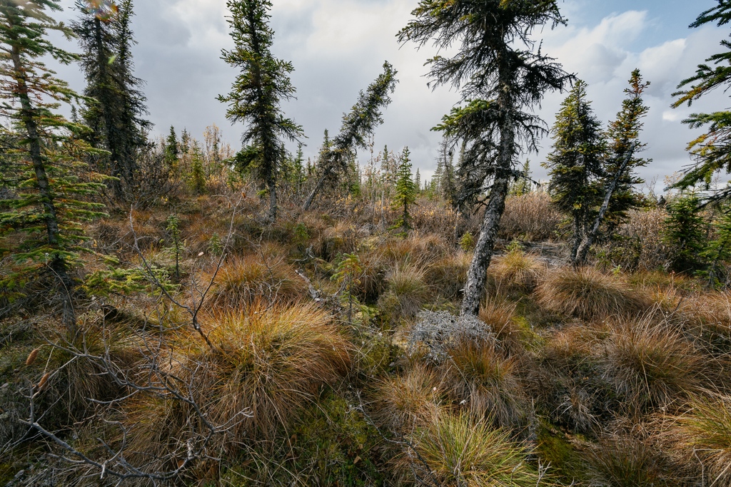 One of the strangest sights along the Bering Sea coast is the appearance of drunken trees. Entire forests of mature spruce lean close to the ground, unrooted by the permafrost thaw of the ground. The first image is shot in infrared, a way to the see heat on the landscape.