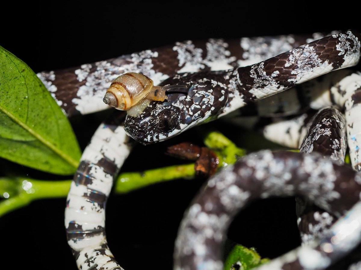 Weird Animals on Twitter "Cloudy snaileating snake with a snail on
