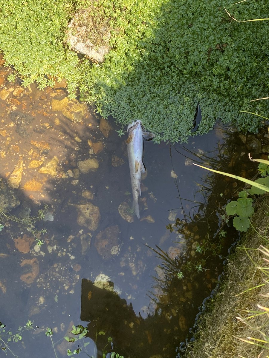 Miles9Miles's tweet photo. Death of a chalk stream - the Dever today at Stoke Charity in Hampshire. If things don’t change it is going to be dry all the way down to Bullington by September. Not only do we lose the insects   and wild fish but the whole food chain. A precious wild brown trout gone for ever. https://t.co/YLkktiiBGb