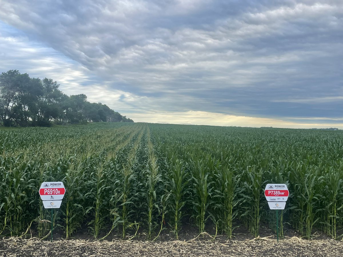 Austin Sundeen (@austinsundeen) on Twitter photo We should have a some dry corn this fall #P6910R is moving fast with this heat <a href="/PioneerSeeds/">Pioneer Seeds U.S.</a> We should have a some dry corn this fall #P6910R is moving fast with this heat <a href="/PioneerSeeds/">Pioneer Seeds U.S.</a>