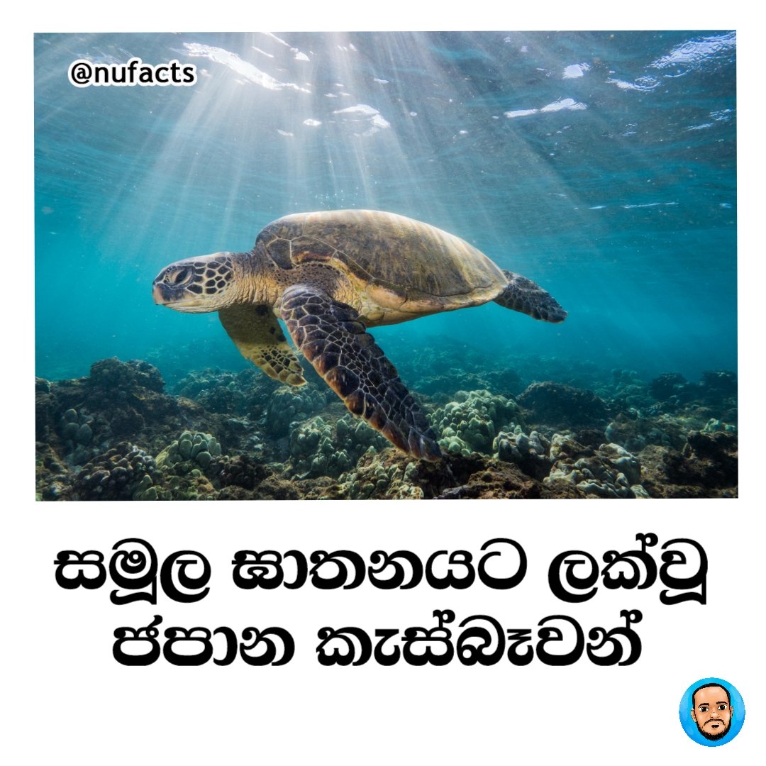 nufactslk's tweet photo. සමූල ඝාතනයට ලක්වූ ජපාන කැස්බෑවන් 

ජපානයට අයත් දූපතකට ගෙල ප්‍රදේශයේ පිහි ඇණුම් තුවාල සහිතව මිය ගිය ගල් කැස්බෑවන් තිස් දෙනෙකු පමණ පසුගියදා ගොඩ ගසා ඇති බවට වාර්තාවේ.
සම්පූර්ණ විස්තරය👇 
https://t.co/ETsQ1roJjO https://t.co/cqdyzMlS63
