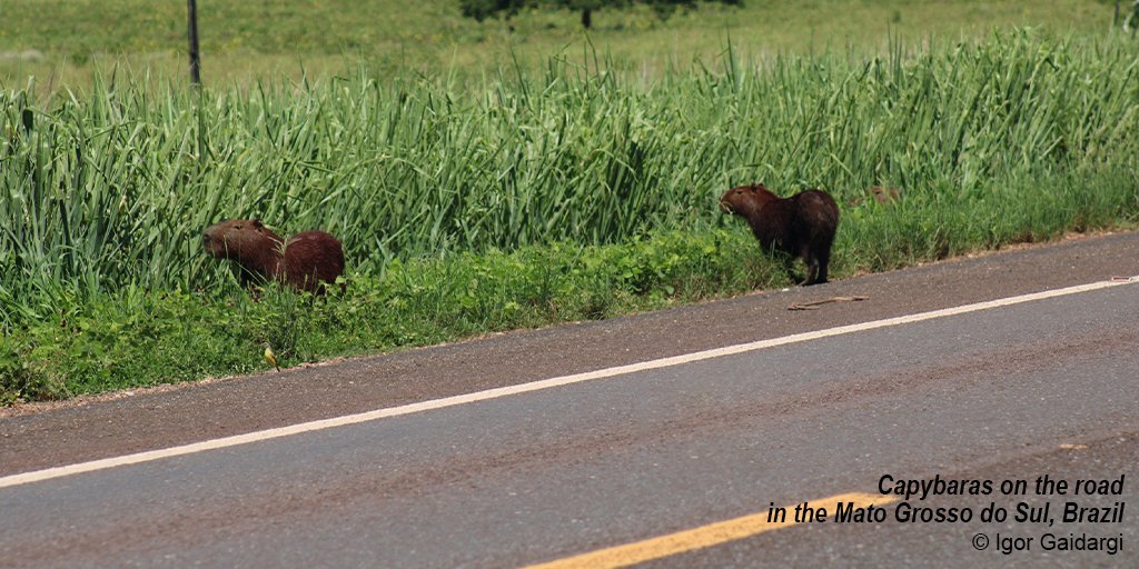 Despite the knowledge we already have about the effects of roads on wildlife, few studies have empirically estimated the impact of road kills on the persistence of wildlife populations #WildlifeCollisions