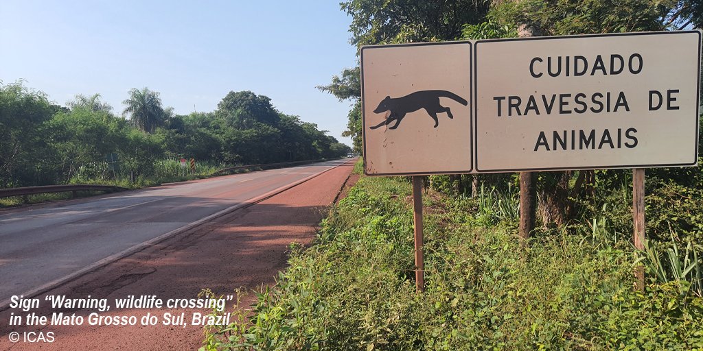 Our study confirms that roads have significant impacts on local population persistence. Such impacts are likely to be common to other large mammals, calling for effective mitigation to reduce roadkill rates. #Mitigation #Coexistence