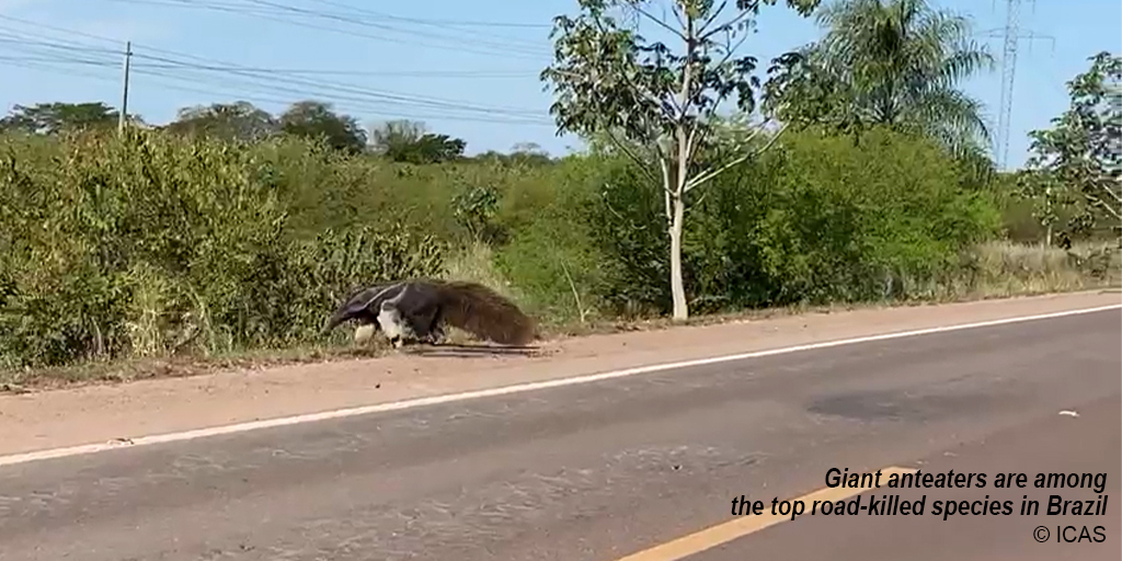 Using the giant anteater (Myrmecophaga tridactyla) as model species, we integrated the vast information collected under the "Anteaters &amp; Highways Project" (Learn more: icasconservation.org.br), including on roadkill rates, population abundance (…)