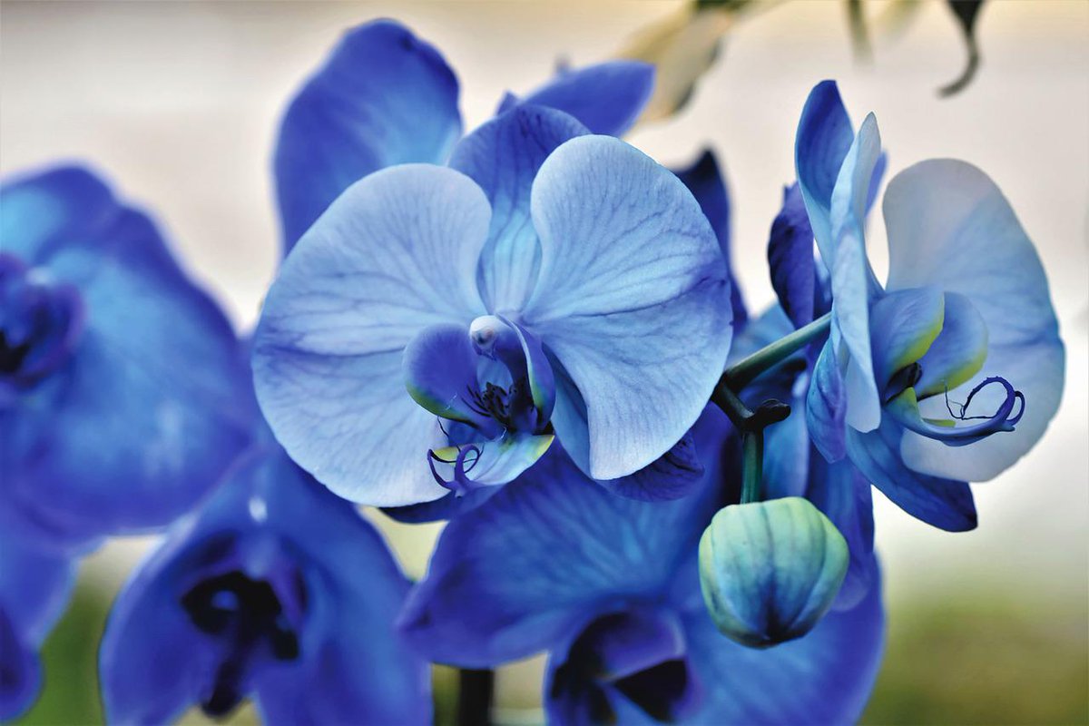 RicaSaude's tweet photo. Orquídea : o presente ideal para o dia da mãe https://t.co/HpjCmfmsnn https://t.co/PMQfaxASJx
