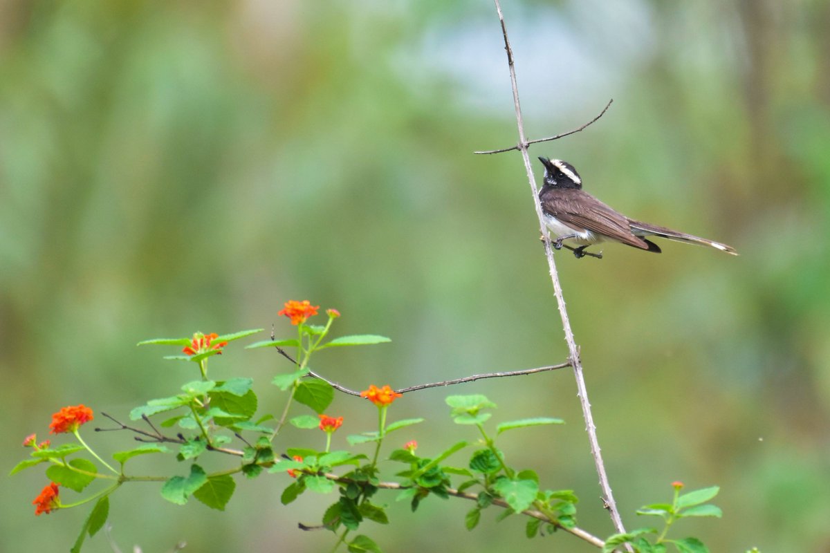 Let us Remember the #Chipkomovement!

#Whitebrowedfantail @pargaien @UKNikon #indiaves @Natures_Voice #ThePhotoHour @NikonIndia #birdphotography @world_the_bird #birds #birdwatching #BBCWildlifePOTD #BirdsSeenIn2022 #TwitterNatureCommunity @amazingbirds11 @NatGeoIndia