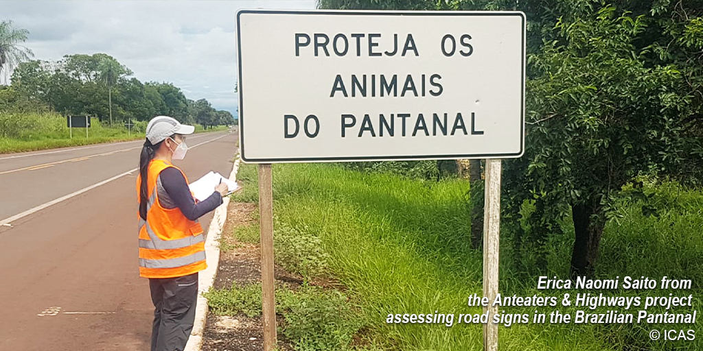 (…) and animal movement to estimate the survival rates and the proportion of the population likely to be extirpated due to roadkill. We then assessed the consequent implications of roadkill on population persistence using population viability analysis (PVA).#Roadkill #Wildlife
