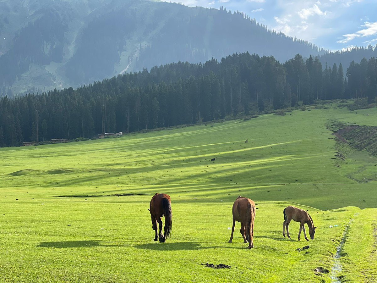KTravelAdvisor's tweet photo. Incredible!
In coming years, Gulmarg will have a stiff competition. Watch out for #Tosamaidan &amp; Doodhpathri, the offbeat tourist destinations of Kashmir valley.
 Kashmir Travel Advisor Pvt Ltd.
| Flights | Hotels|Transport|Cargo|
L0194-2440-170/+9196-9700-9800(24x7 helpline) https://t.co/3DUm3241Ux