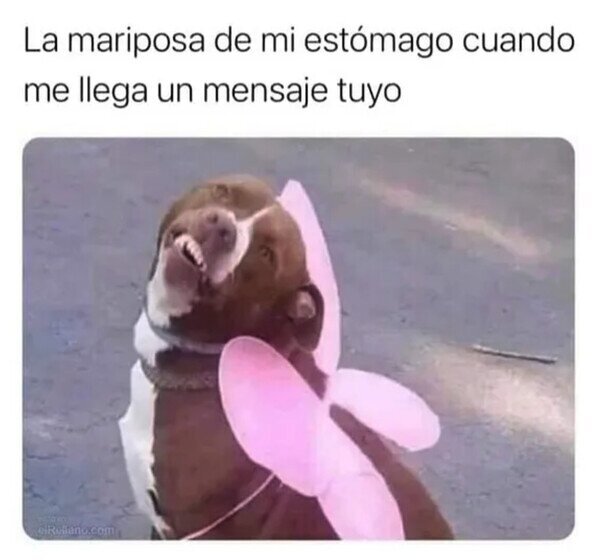 lksarasa's tweet photo. Así estoy contigo https://t.co/Hods7fauUl
