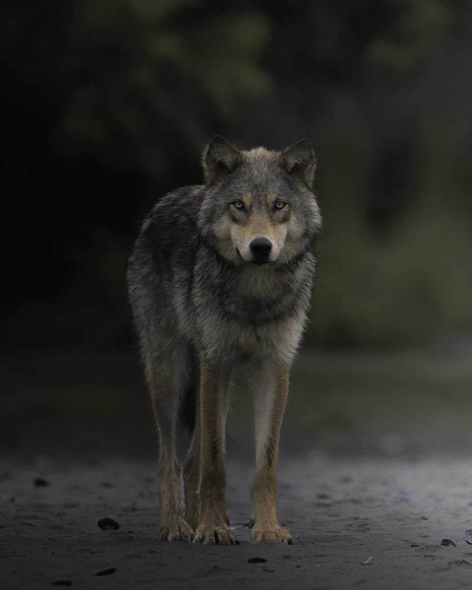 The hypnotic stare of the coastal wolf. Northern tip of Vancouver Island. July 2022. For more wildlife shots check my IG: @krisjonnes 

Shot on Sony a9 + 200-600