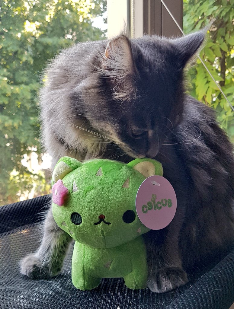 Got our cute little catcus friend today! 🙀 Some sniffing allowed but otherwise display-only <a href="/afternoonfika/">🍰Afternoon Fika🍰</a>