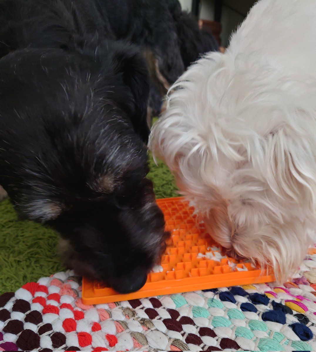 Sharing our Lickimat like good boys... it keeps us out of trouble for a while! 🐶🤗 Today's delicacy is cream cheese 😋 #yum #brothers #dogsoftwitter