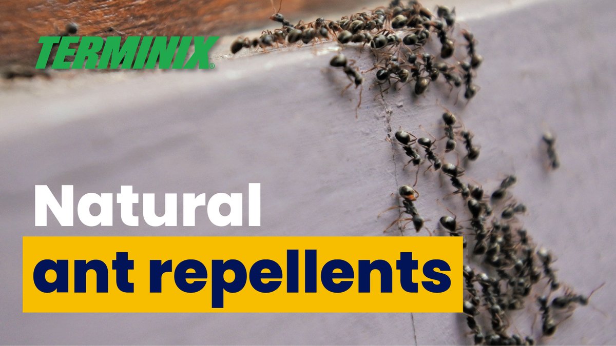 Although the best way to get rid of ants is to contact a professional pest control company, there are some natural methods that help discourage ants from invading your space. Click here to read about natural ant control: terminix.com/blog/home-gard…