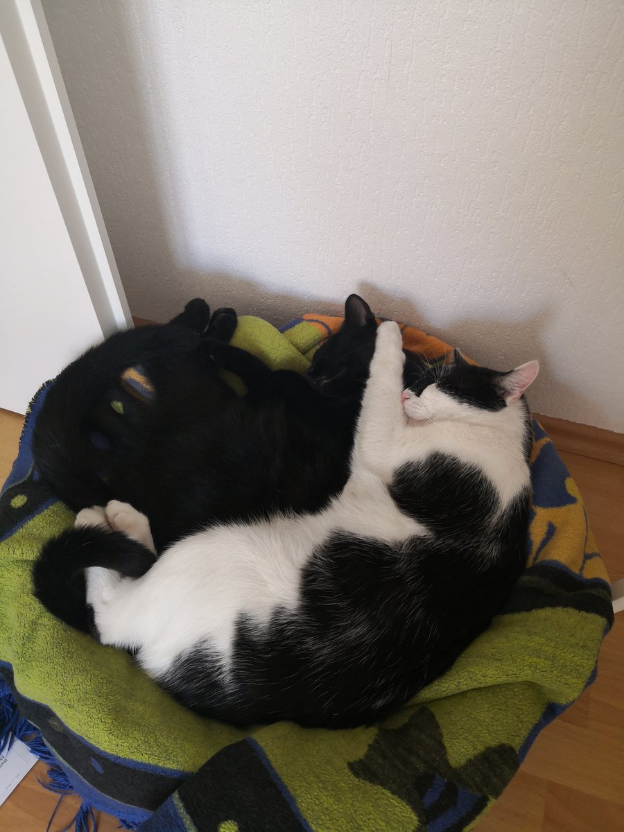 bisoux's tweet photo. #HomeOfficeCat Es hat ja nur schlappe 36 Grad, da kann man schon mal besonders eng kuscheln. https://t.co/mojlBAC6L5