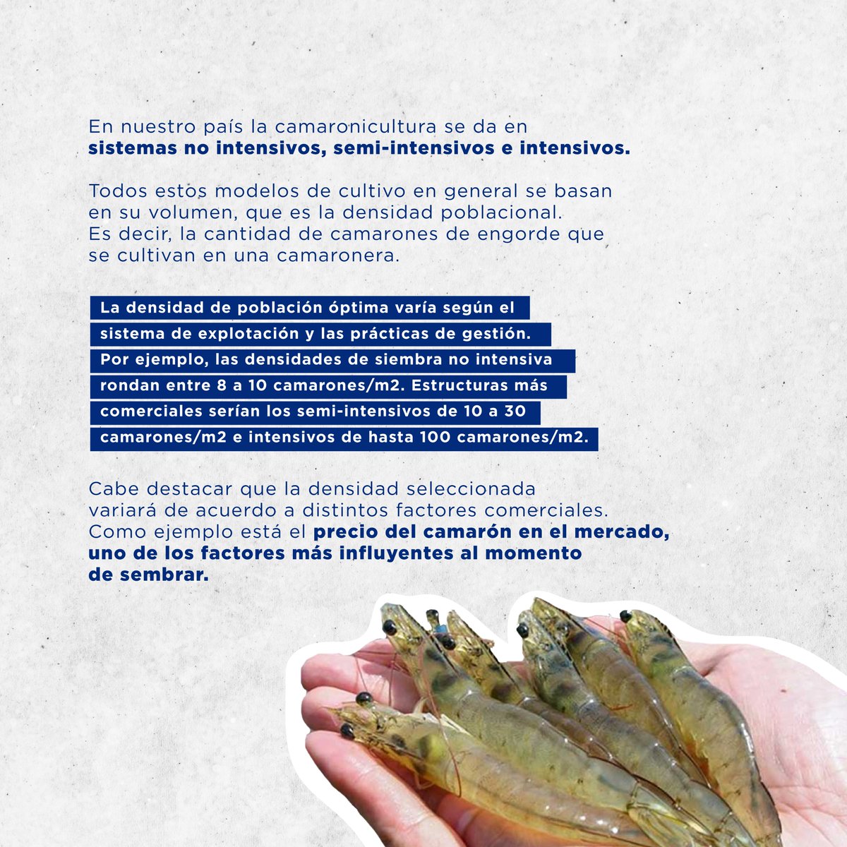 jetfeeder's tweet photo. ¿Conoces las ventajas de reducir la densidad de camarones?🦐✅

Revisa este post y entérate de más👉🏼

- Fuente: Molinos Champion
- Más información: https://t.co/MryuSeCXLv

#camaron #camaronera #densidad #ventajas #informacion #blog #ecuador https://t.co/1tVilofOm2