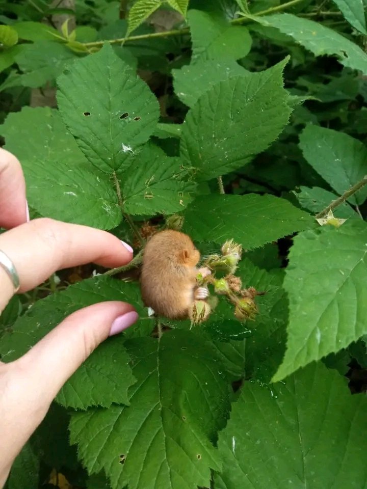 вася_петя_микола_хведя бажає смерті русні tweet media