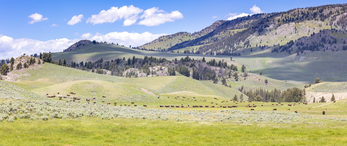 YellowstoneNPS's tweet photo. Many of you have been asking how the wildlife in Lamar Valley have been doing after the flood event. We think Dr. Ian Malcom said it best in 1993, "Life, uh, finds a way." https://t.co/jEi3CCAua1