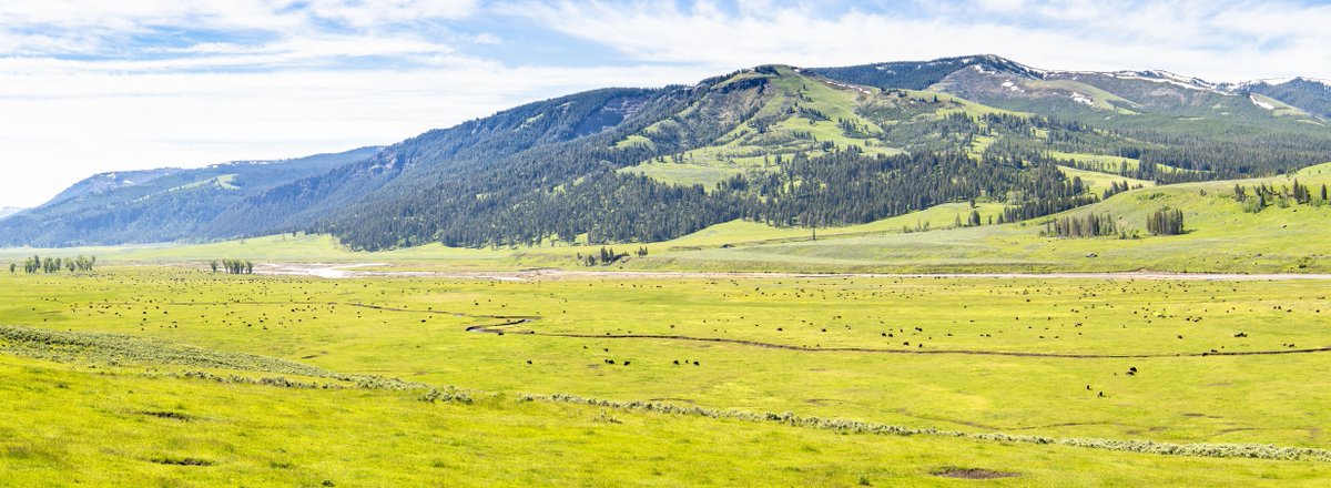 Many of you have been asking how the wildlife in Lamar Valley have been doing after the flood event. We think Dr. Ian Malcom said it best in 1993, "Life, uh, finds a way."