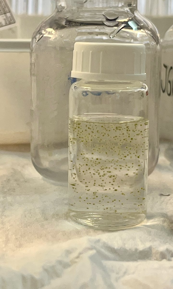 fieldSITES's tweet photo. You can’t always see what is being filtered out with your naked eye, but Lake Erken has a genus of cyanobacteria called Gloeotrichia which forms large colonies which can be easily spotted. Here they are captured by a filter, suspended in water, and photographed using a FlowCam. https://t.co/LUnkC7mVZz