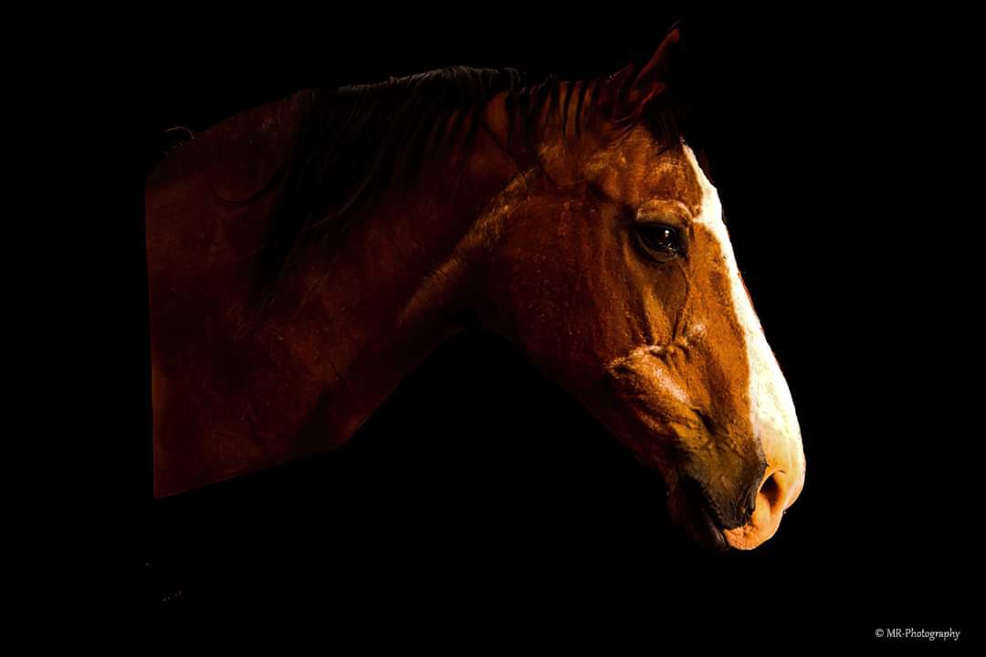 When your subject won't stop horsing around then provides you with these stunning shots. <a href="/RosieFewings/">Rosie Fewings</a> <a href="/naziarehman0876/">🇵🇸🐝 Nazia Rehman</a> <a href="/newby_jenny/">Transformation Officer North Region BRC</a> <a href="/LesleyjBRC/">Lesley jone</a> <a href="/lespoppysdad/">Les Dixon</a> <a href="/HedleyLouise/">Louise Hedley</a> <a href="/AnnGeldart/">Ann Geldart</a> <a href="/BarbaraWebb21/">BarbaraWebb</a> <a href="/HorseandRiderUK/">Horse&Rider UK</a> <a href="/Equine/">Equine</a> <a href="/BLNorthTyneside/">Buy Local North Tyneside</a> <a href="/Englands_NE/">England's North East</a> <a href="/Inspirationorth/">Inspiration North</a>