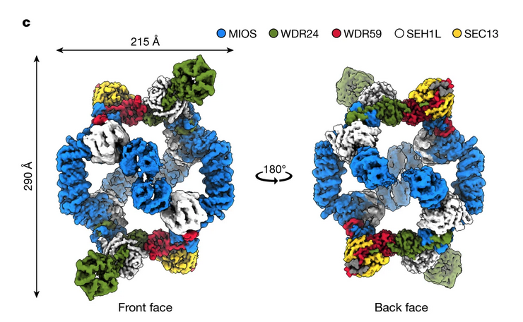 Lasker Foundation (@laskerfdn) on Twitter photo The GATOR2 protein complex senses leucine and arginine, keeping track of nutrient abundance in a cell’s environment. The newly resolved #cryoEM structure reveals that GATOR2 uses distinct surfaces to sense these two amino acids in parallel. <a href="/mlvalenstein/">Max Valenstein, MD, PhD</a>
ow.ly/Bb6i50JYBgk The GATOR2 protein complex senses leucine and arginine, keeping track of nutrient abundance in a cell’s environment. The newly resolved #cryoEM structure reveals that GATOR2 uses distinct surfaces to sense these two amino acids in parallel. <a href="/mlvalenstein/">Max Valenstein, MD, PhD</a>
ow.ly/Bb6i50JYBgk