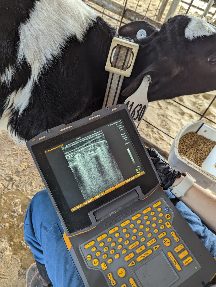 Emily Miller-Cushon tweet media