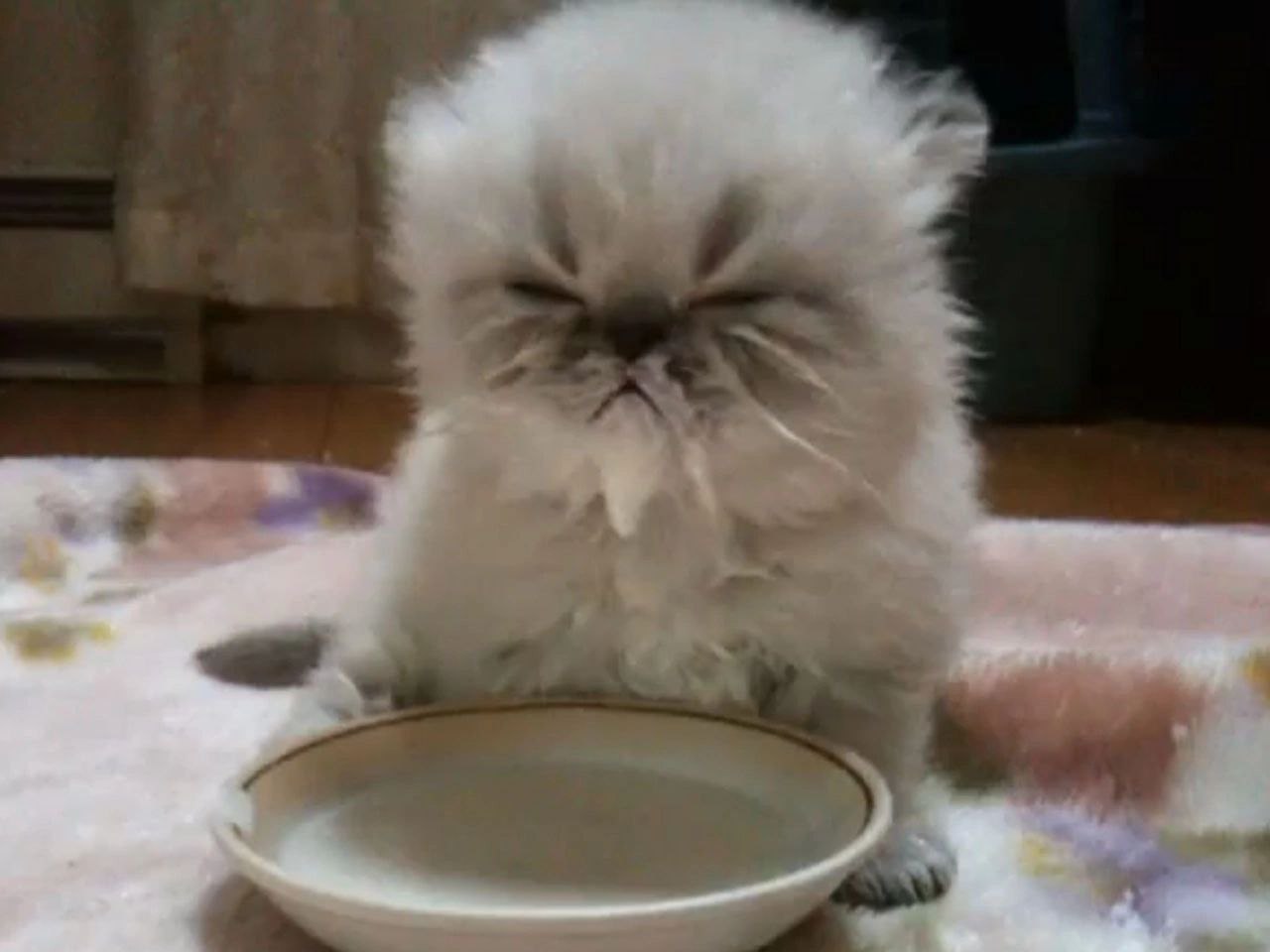 Кот в сметане