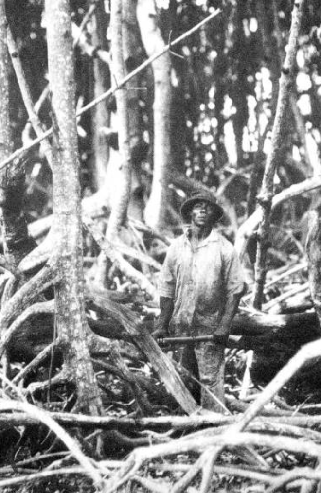 In the early 1900s, the foundation for Miami Beach &amp; other waterfront communities in Miami was made possible by the labor of Black men. 

They cleared the hammock trees, palmetto, wild mangroves in order for the cities (Sunny Isles, North Miami Beach, Miami Beach) to be built