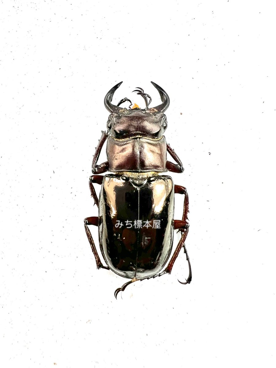 みち標本屋 (@insect_project) / Posts / X