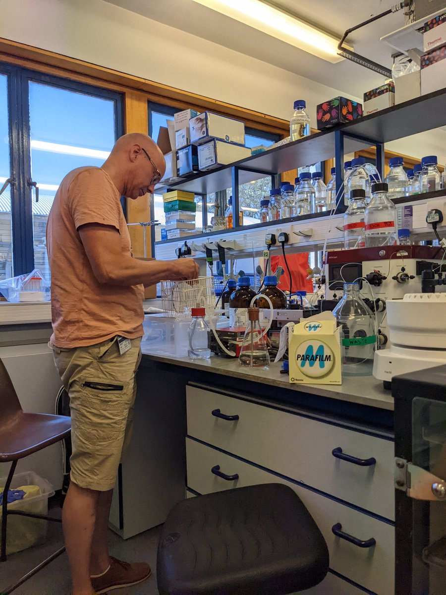 teawithscience's tweet image. Mad scientists at work! One of the best thing about being a member of the Von der Haar lab is no idea is a silly idea! #bioremediation #plasticdegradation