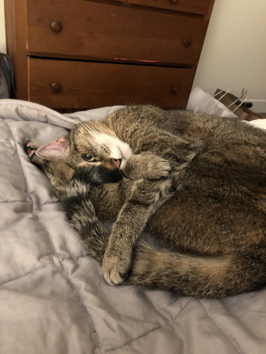 china_goon's tweet photo. Hi Twitter. My sweet girl is having some trouble breathing. We’re going to the animal hospital and could really use help with the costs. Any support you can give would be so deeply appreciated. 

Venmo is @ china-weare 

With love &amp; gratitude, China and Kitty💙 https://t.co/sW73KiGh2F