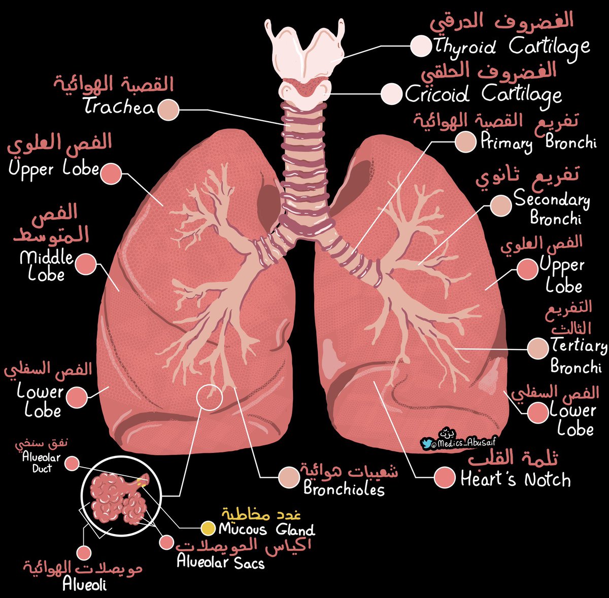 medics_AbuSaif's tweet photo. لو كان الاناتومي بالعربي … https://t.co/DTrEWUgItH