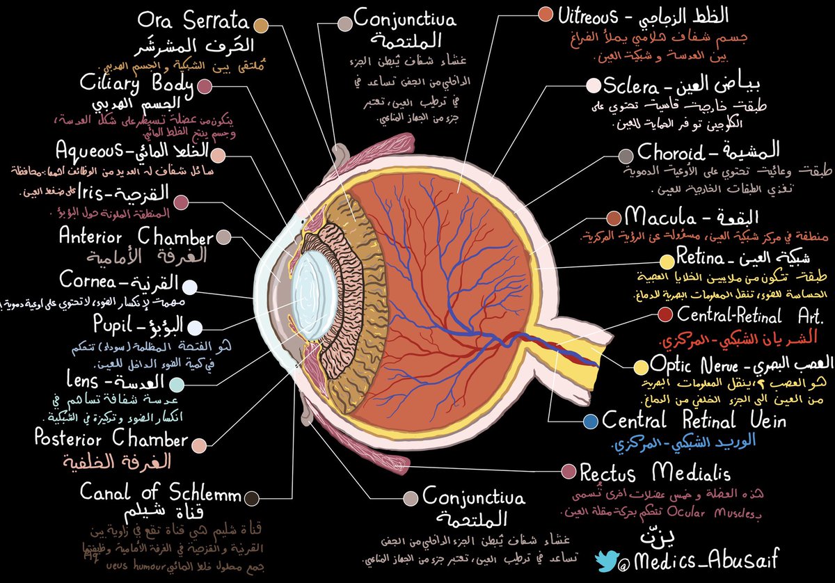 medics_AbuSaif's tweet photo. لو كان الاناتومي بالعربي … https://t.co/DTrEWUgItH