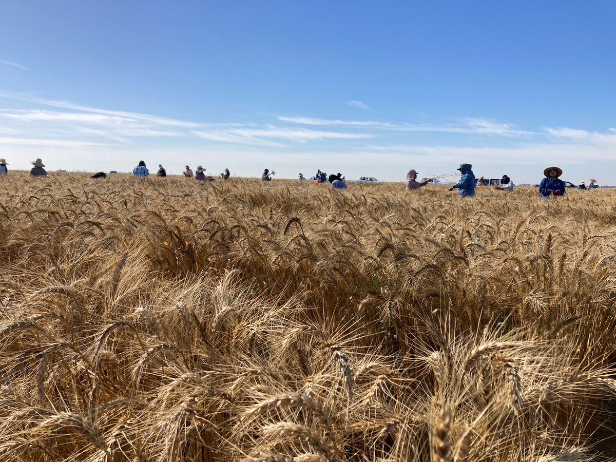 The Ukraine-Russia war continues to de-stabilize global wheat. In our new <a href="/NatureFoodJnl/">Nature Food</a> paper we propose essential actions to mitigate near-term food security crisis, stabilize wheat supply &amp; transition towards greater agri-food system resilience <a href="/CIMMYT/">CIMMYT</a> nature.com/articles/s4301…