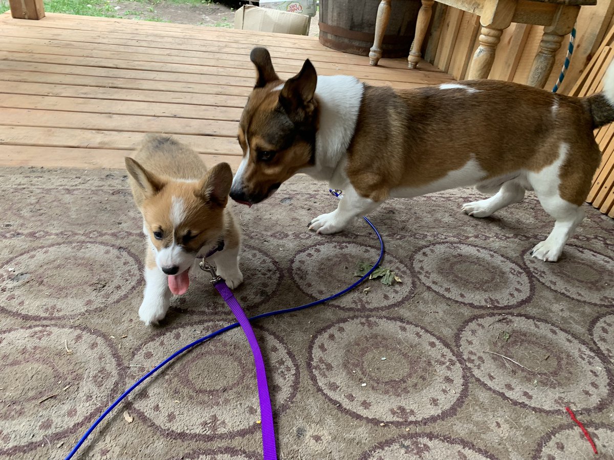 Crazie_GoatLady's tweet photo. Mom got a puppy and Levi thinks we got her for him. He lays on his back to play with her and brings her his toys 🥹 https://t.co/0BrH05OitH