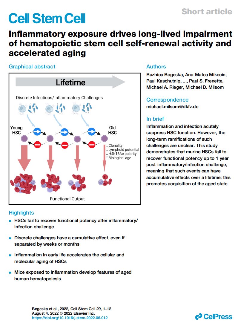Mick Milsom (@milsommick) on Twitter photo An unashamed plug for our manuscript just published in <a href="/CellStemCell/">Cell Stem Cell</a> on the (very) long-term effects of inflammation and infection on HSC function and how this relates to aging. performed <a href="/DKFZ/">DKFZ</a> <a href="/hi_stem_lab/">HI-STEM - Cancer and Stem Cells in Heidelberg</a> authors.elsevier.com/a/1fRPY6tu0CiH… THREAD 1/n An unashamed plug for our manuscript just published in <a href="/CellStemCell/">Cell Stem Cell</a> on the (very) long-term effects of inflammation and infection on HSC function and how this relates to aging. performed <a href="/DKFZ/">DKFZ</a> <a href="/hi_stem_lab/">HI-STEM - Cancer and Stem Cells in Heidelberg</a> authors.elsevier.com/a/1fRPY6tu0CiH… THREAD 1/n