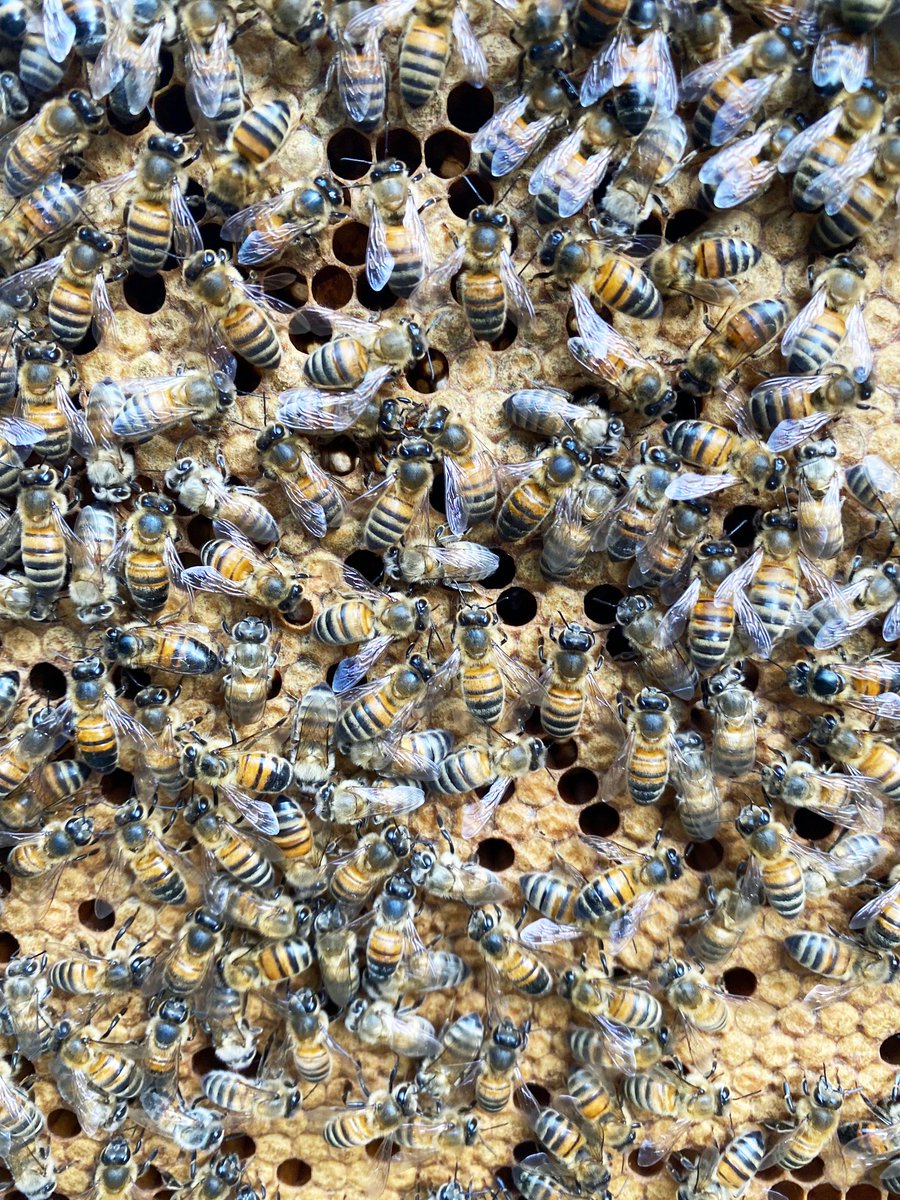 begreen_2010's tweet photo. Atelier récolte avec notre partenaire @MUGOpaysage ! @begreen_2010  dispose de 2 ruchers dans le but de contribuer à la protection des abeilles, préserver la biodiversité &amp; participer à la pollinisation de notre territoire 🐝​ #biodiversité #environnement #pollinisation https://t.co/bA6nRxfFFy
