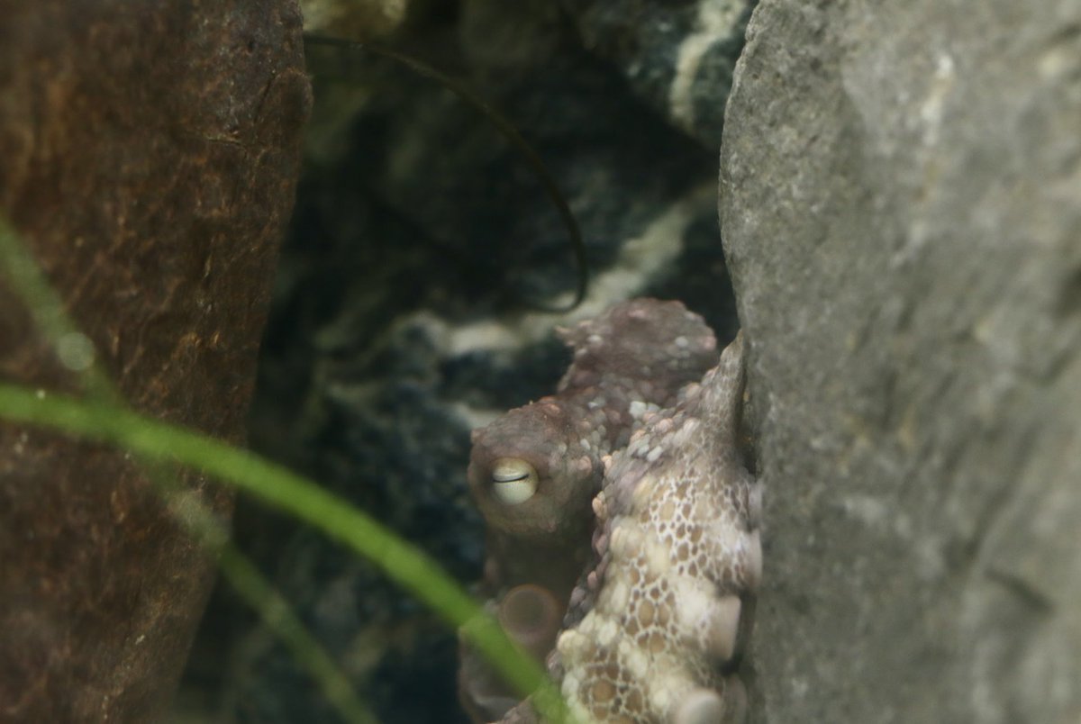 CIMI_Science's tweet photo. Two-spot octopus, named because of the singular spot located on each side of their head, are so awesome to see while snorkeling on Catalina Island! π€ π π€ #cimiscience #twospot #octopus #snorkeling #invertebrates #camouflage #marinescience #oceanadventures #oceancreatures https://t.co/SdOg4apXHQ