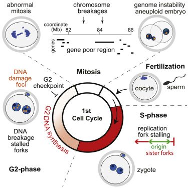 Online now! In human preimplantation embryos, DNA replication in G2 phase results in chromosome breakage, segmental aneuploidies, and poor embryo quality!
#ScienceTwitter #DevelopmentalBiology
bit.ly/3OjtxAM