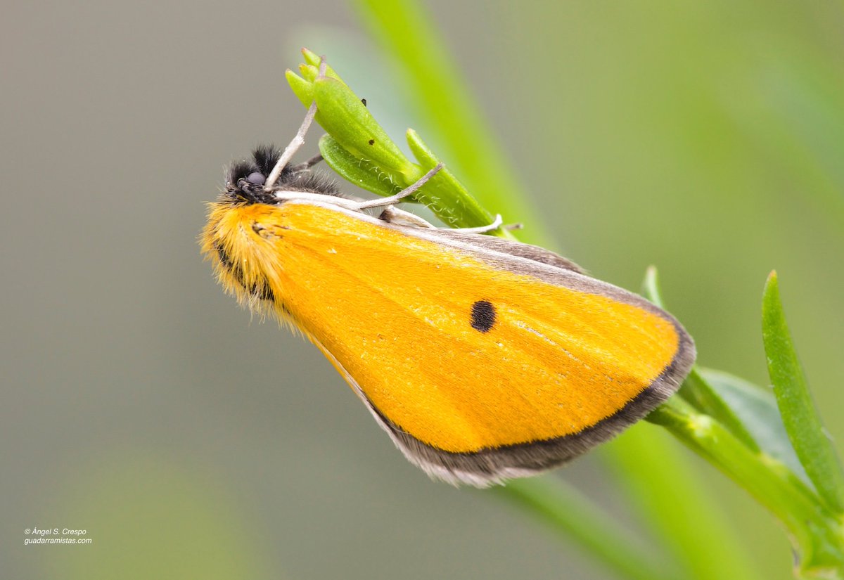 Esta pequeña mariposa - heterócero- de la familia Geometridae que podemos ver volar por el día, solamente se encuentra en la P. Ibérica, preferentemente en las montañas del centro, con vegetación baja y arbustos dispersos.
#Macro #insectos #naturaleza
#guadarramistaseditorial