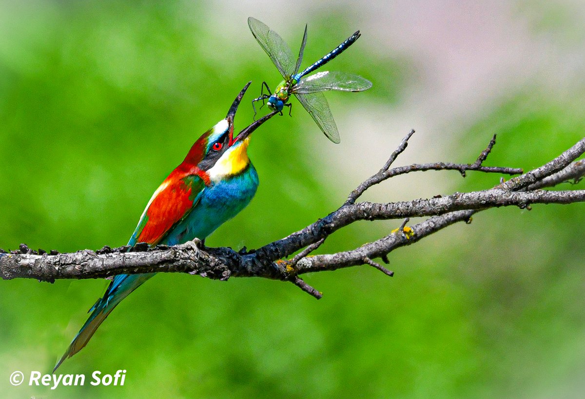 European bee eater . One of the most beautiful bird found in our kashmir Valley 

Srinagar
June 2022

#savehokersar
