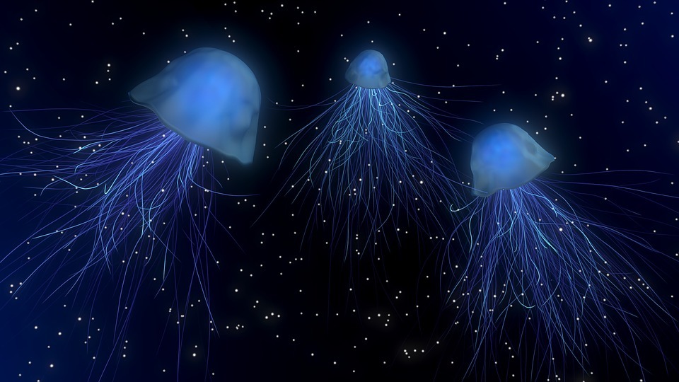 Thread : les abysses, entre science et mystère.

Ce travail a été plutôt long, merci de bien vouloir le partager 😁