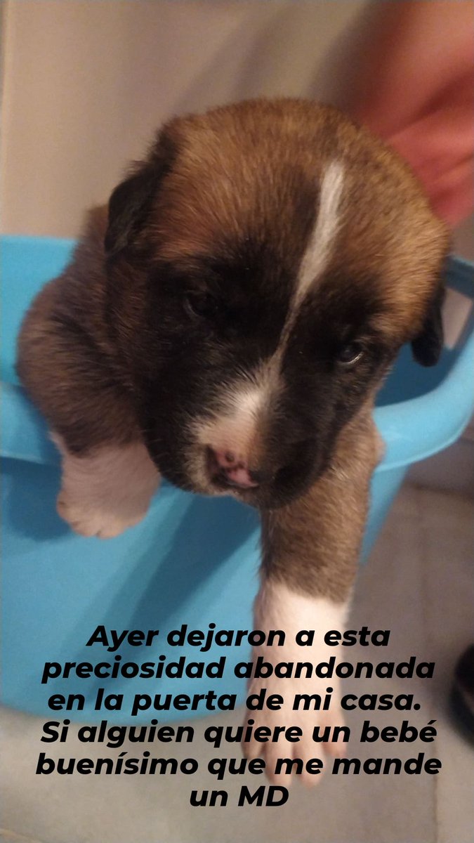 CarmenRuiz95's tweet photo. Parece que será un perro bastante grande pero más bueno que el pan. Es precioso y cariñoso a más no poder. Si alguien quiere darle un hogar que me escriba 
#AdoptaNoCompres https://t.co/HPPSSAAaC1