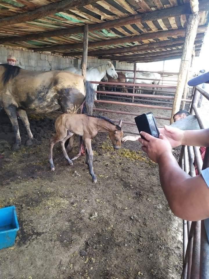 Өнөөдөр бойнд орох гэж байсан “ХЭЭЛТЭЙ ГҮҮ” мах нядалгааны газар унагаласан байна😍🙏😭
