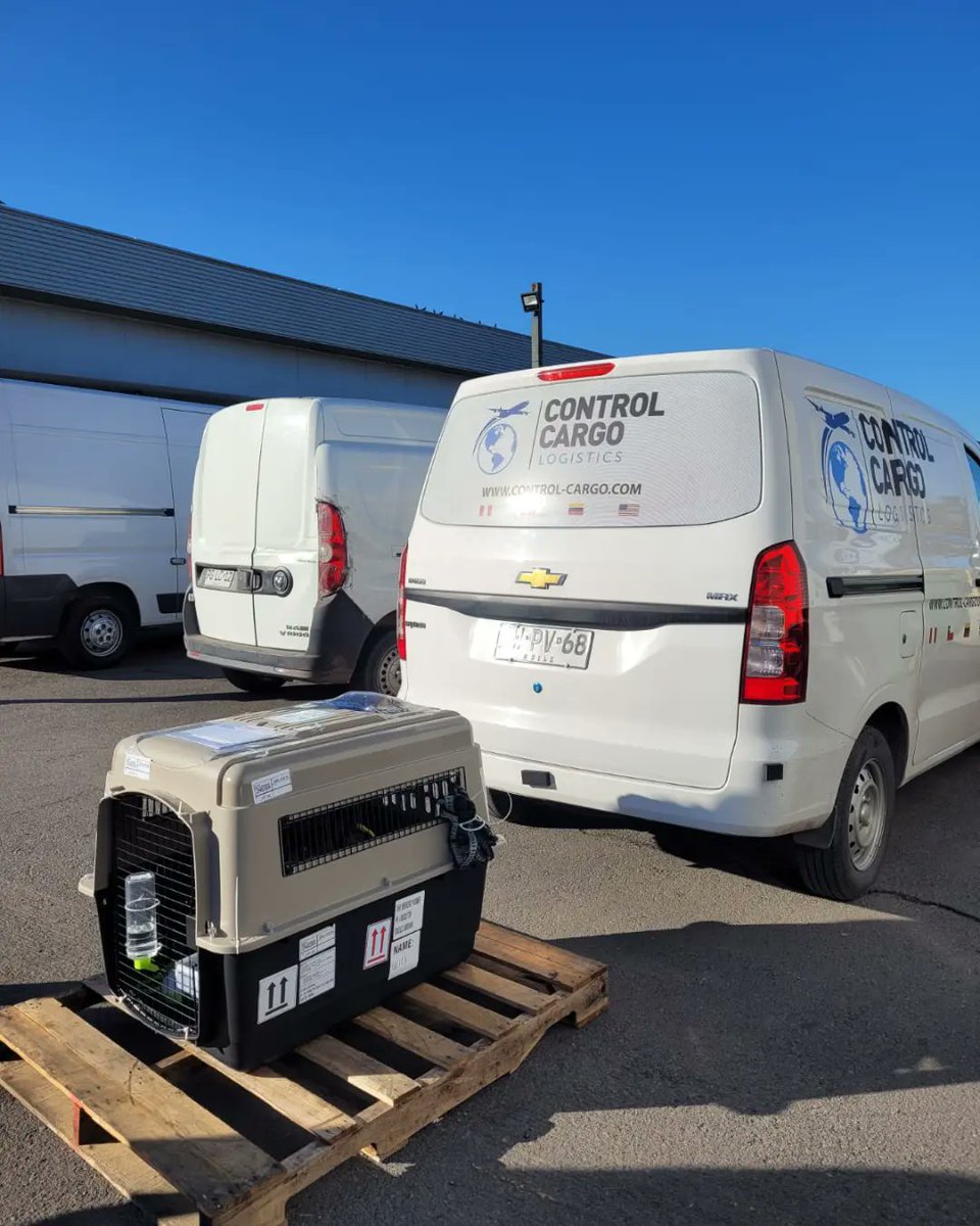 Controlc_chile's tweet image. Embarque reciente de hoy, bulldog francés, muchas gracias a nuestro cliente Animal Store por confiar en nuestros servicios y nuestro exclusivo trabajo logístico para el movimiento de animales vivos, felices de poder cumplir con cada requerimiento de nuestros clientes, destino JFK