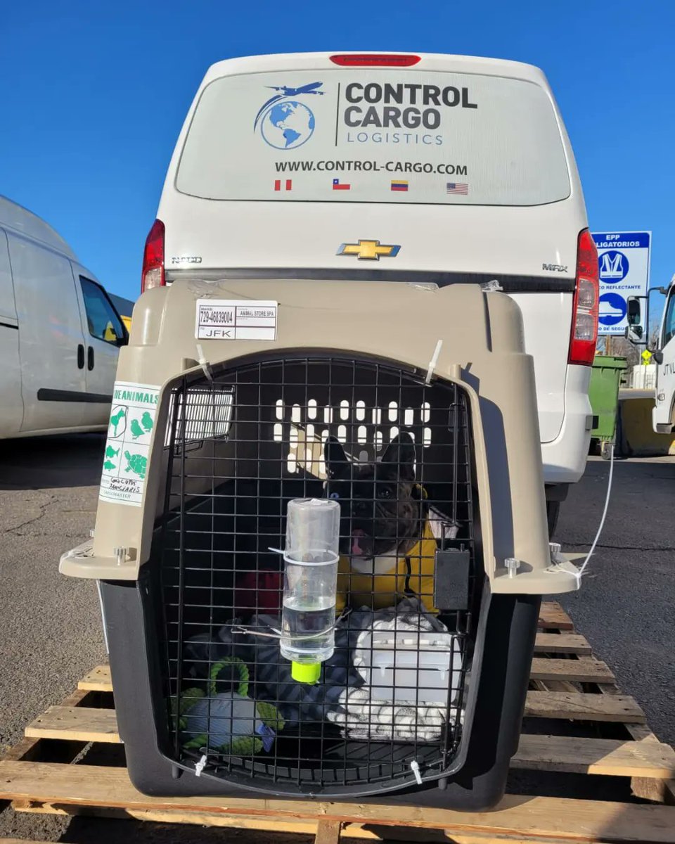 Controlc_chile's tweet image. Embarque reciente de hoy, bulldog francés, muchas gracias a nuestro cliente Animal Store por confiar en nuestros servicios y nuestro exclusivo trabajo logístico para el movimiento de animales vivos, felices de poder cumplir con cada requerimiento de nuestros clientes, destino JFK